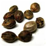 Семена марихуаны АК-47  (Seeds AK-47) в Макарьеве